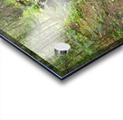 Wild Mushrooms Along Creek Impression Acrylique