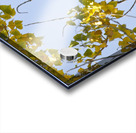 Eagle Watching Acrylic print