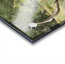 Bull Elk Eyes Acrylic print