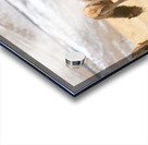 Elk Heard On The Rocky Mountain Foothills   Acrylic print