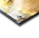 Bull Elk Forest Dreaming Acrylic print