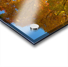 Stunning Autumn Tree Sunlight Through Colorful Leaves Impression Acrylique