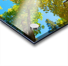 Vibrant Autumn Landscape - Colorful Trees under Blue Sky Acrylic print