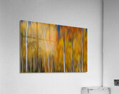 Sunny Colorful Aspen Tree Mix Acrylic Print