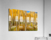 Golden Forest Moment Abstract Acrylic Print