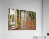 Wilderness Wonderland Acrylic Print