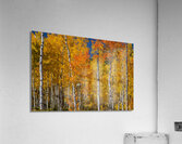 Sunny Colorful Aspen Tree Mix Acrylic Print