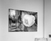 Albino Bullnose Pepper BW Acrylic Print