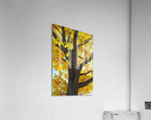 Golden Giggles   When Autumn Leaves Steal the Spotlight Impression acrylique