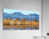 Boulder Flatirons Front Range and Autumn Trees Panoramic Acrylic Print