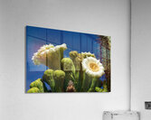 Saguaro Cactus Blooms Acrylic Print