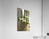 Saguaro Cactus Bloom Impression acrylique