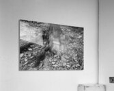 Tree Trunk Roots Exposed Acrylic Print