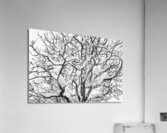 Snowy Tree Black and White Acrylic Print