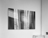 Aspen Tree Colonies Dreaming BW Impression acrylique