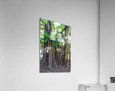 Majestic Magnificent Banyan Tree Portrait Acrylic Print