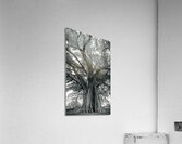 The Ancient Guardian: The 1300 Year Old Balete Tree Acrylic Print