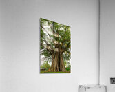 Old Century Tree of Negros Island Acrylic Print