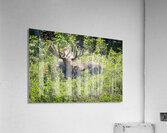 Smiling Bull Moose Acrylic Print