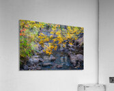 Golden Stream Acrylic Print
