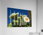 Saguaro Cactus Blooms Acrylic Print