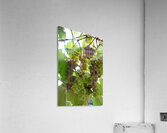 Colorful Grapes on the Vine Fine Art Photography Wall Art Impression acrylique
