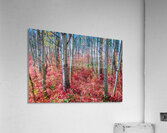 Mystic Red Autumns Fiery Carpet Aspen Grove in Fall Impression acrylique