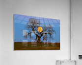 Celestial Sentinel A Supermoons Nocturnal Embrace Acrylic Print