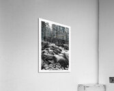 Cascade of Silver Silence Roosevelt Forest Acrylic Print