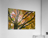 Season Of Colorful Magic Acrylic Print