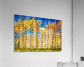 colorful colorado autumn aspen trees Impression acrylique