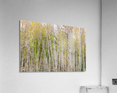 Colorful Forest Twist  and Turns Impression acrylique