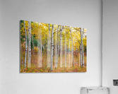 Happy Place In Woods Acrylic Print