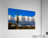  Amazing Giant Saguaro Cactus Acrylic Print