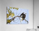 Eagle Wave Impression acrylique