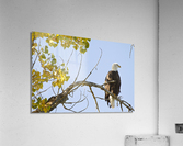 Eagle Watching Acrylic Print