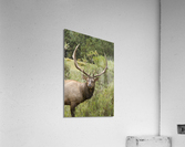 Bull Elk Eyes Acrylic Print