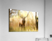 Bull Elk Forest Dreaming Acrylic Print