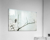 Bald Eagle Little Birdie Acrylic Print