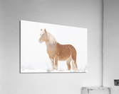 Smiling Palomino Snow Acrylic Print