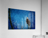 Bald Eagle Blues Into Night Acrylic Print