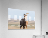 Badlands Bighorn A Glimpse of Audubons Majestic Sheep Acrylic Print