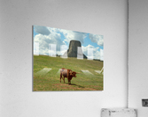 Longhorn Cow Posing at Devils Tower in Wyoming - First US Nation Impression acrylique