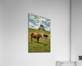 Texas Longhorn Cows Gracefully Posing at Majestic Devils Tower Impression acrylique