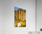 Stunning Autumn Tree Sunlight Through Colorful Leaves Impression acrylique