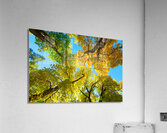 Vibrant Autumn Landscape - Colorful Trees under Blue Sky Acrylic Print