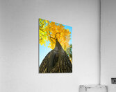 Golden Autumn Tree - Majestic Trunk and Leaves in Fall Splendor Impression acrylique