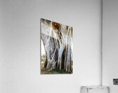 Magnificent and Colossal Intertwined Tree Acrylic Print