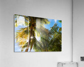 Reminiscent of a Tropical Paradise Acrylic Print