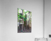 Majestic Magnificent Banyan Tree Portrait Acrylic Print